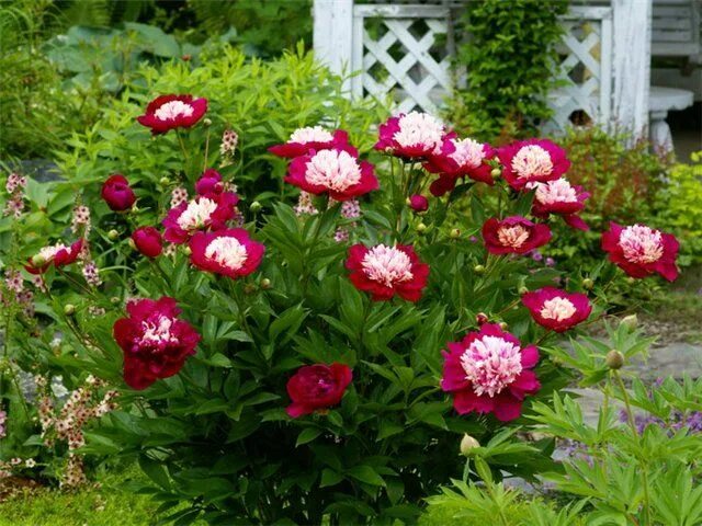Пионы многолетние фото Nelli Saylor- Do Tell... Flowers, Plants, Garden
