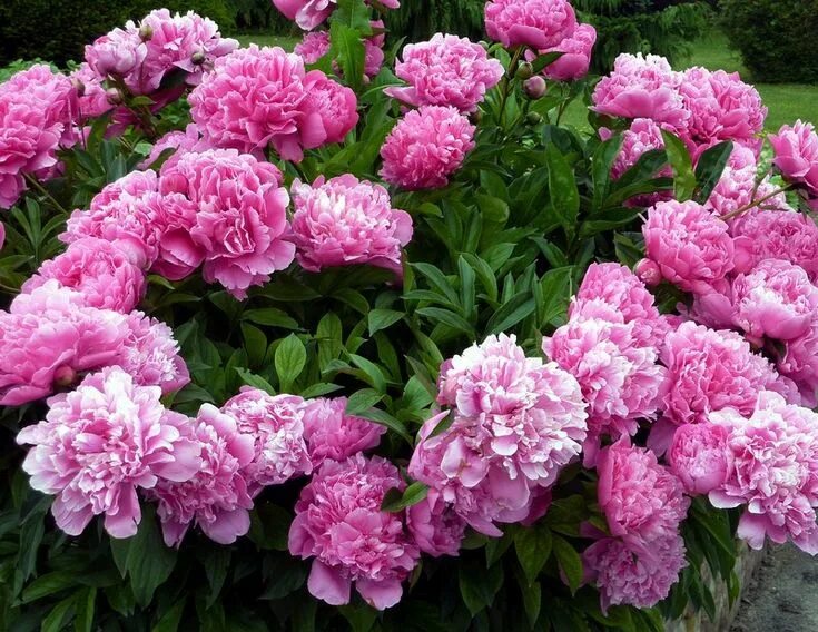 Пионы многолетние фото Pivoine un jour, pivoine toujours ! Peonías, Plantas perennes, Caracteristicas d