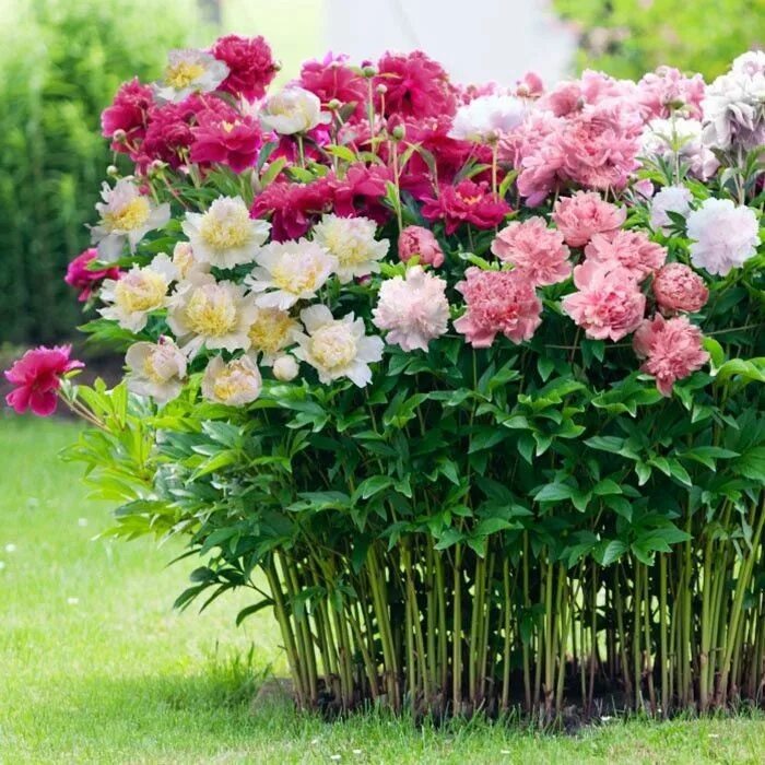 Пионы многолетние фото Пион Paeonia Наибольшую популярность культура выращивания пионов приобрела в дре