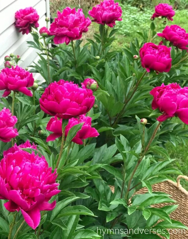 Пионы многолетние фото My Tips for Growing Peonies Planting peonies, Flower garden design, Growing peon