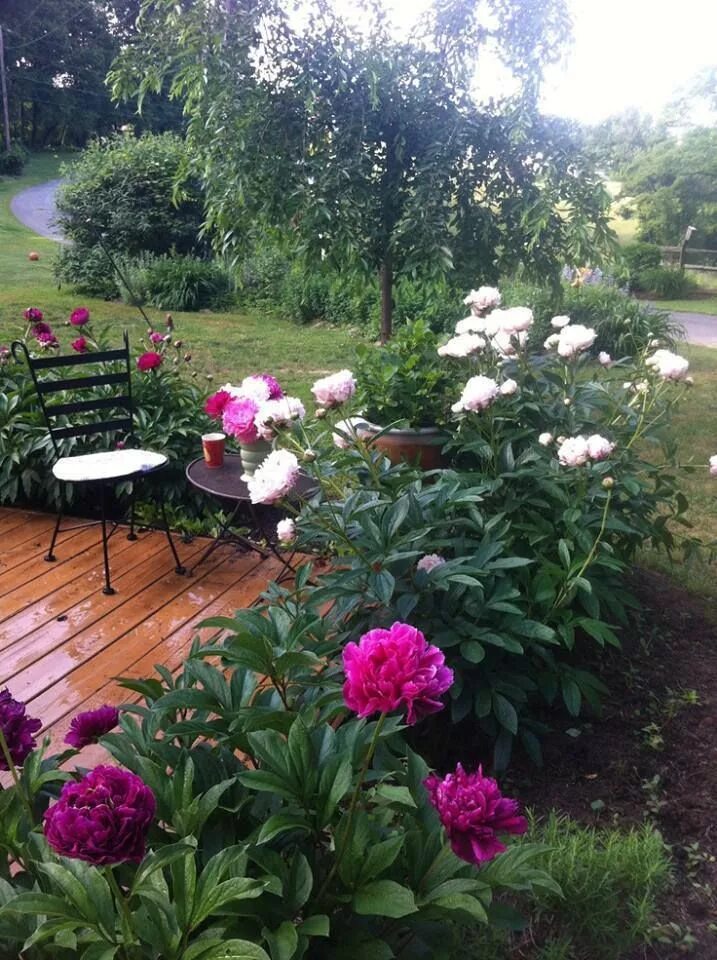 Пионы на дачном участке фото Pin by izabella szuromi on GARDENS & flowers Peonies garden, Garden inspiration,