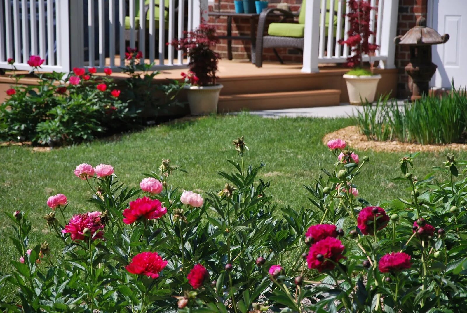 Пионы на дачном участке фото Southern Peony