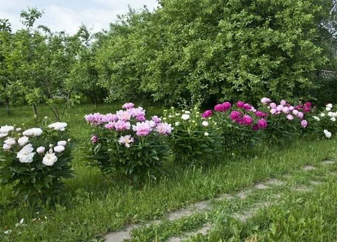 Пионы на дачном участке фото Пионы: сорта с фото и названиями