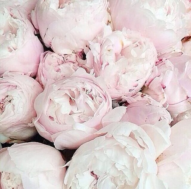 Пионы нежно розовые фото dame pivoine Pretty flowers, Pink peonies, Beautiful flowers