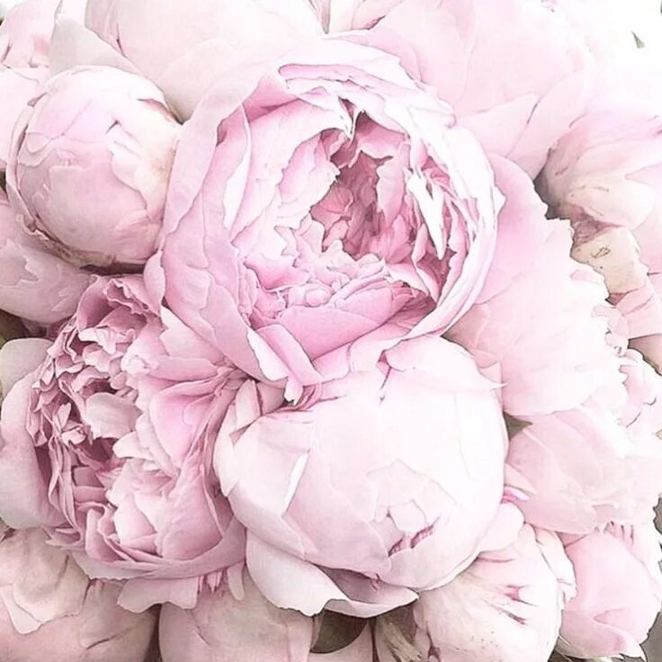 Пионы нежно розовые фото Can never have enough pink peonies! Pink peonies, Amazing flowers, Pretty flower