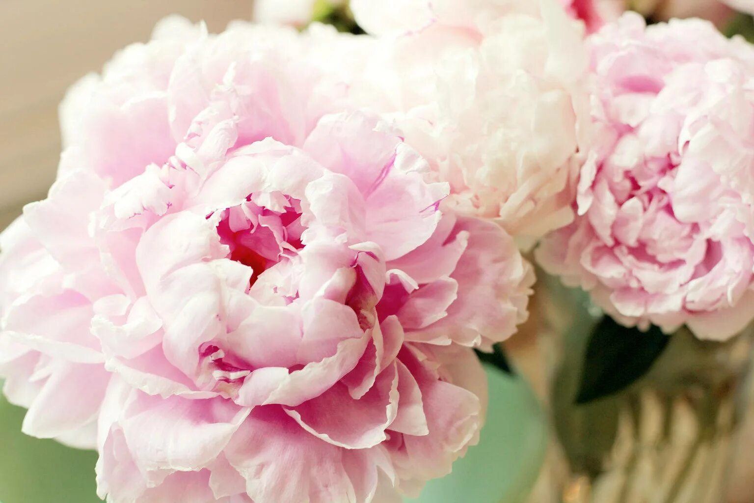 Пионы нежно розовые фото Download Soft Pink Peony Flowers Photo Wallpaper Wallpapers.com