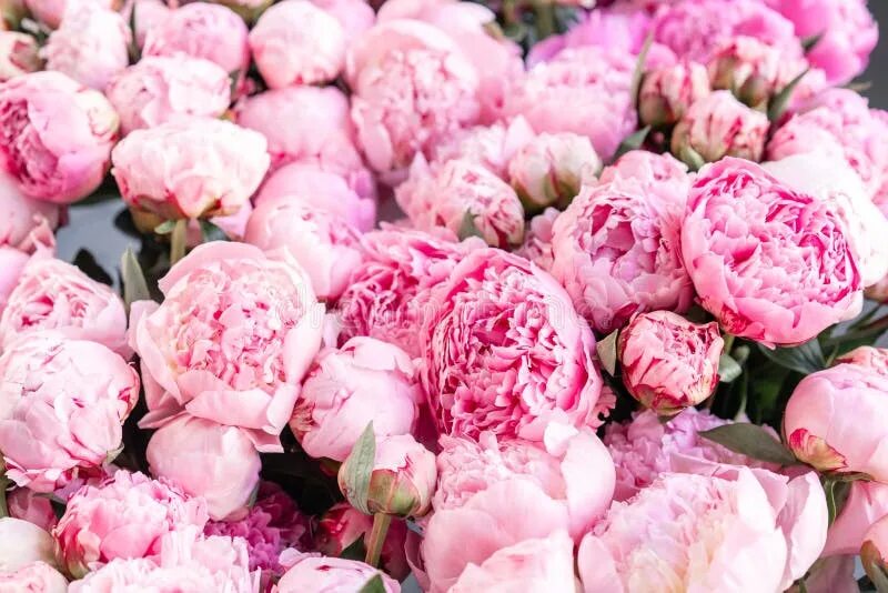 Пионы нежно розовые фото Carpet Peonies Vertical Image Stock Image - Image of plant, closeup: 107127231