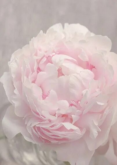Пионы нежно розовые фото Peony. #peony #flowers #bloom #blooms (With images) Pink peonies, Beautiful flow
