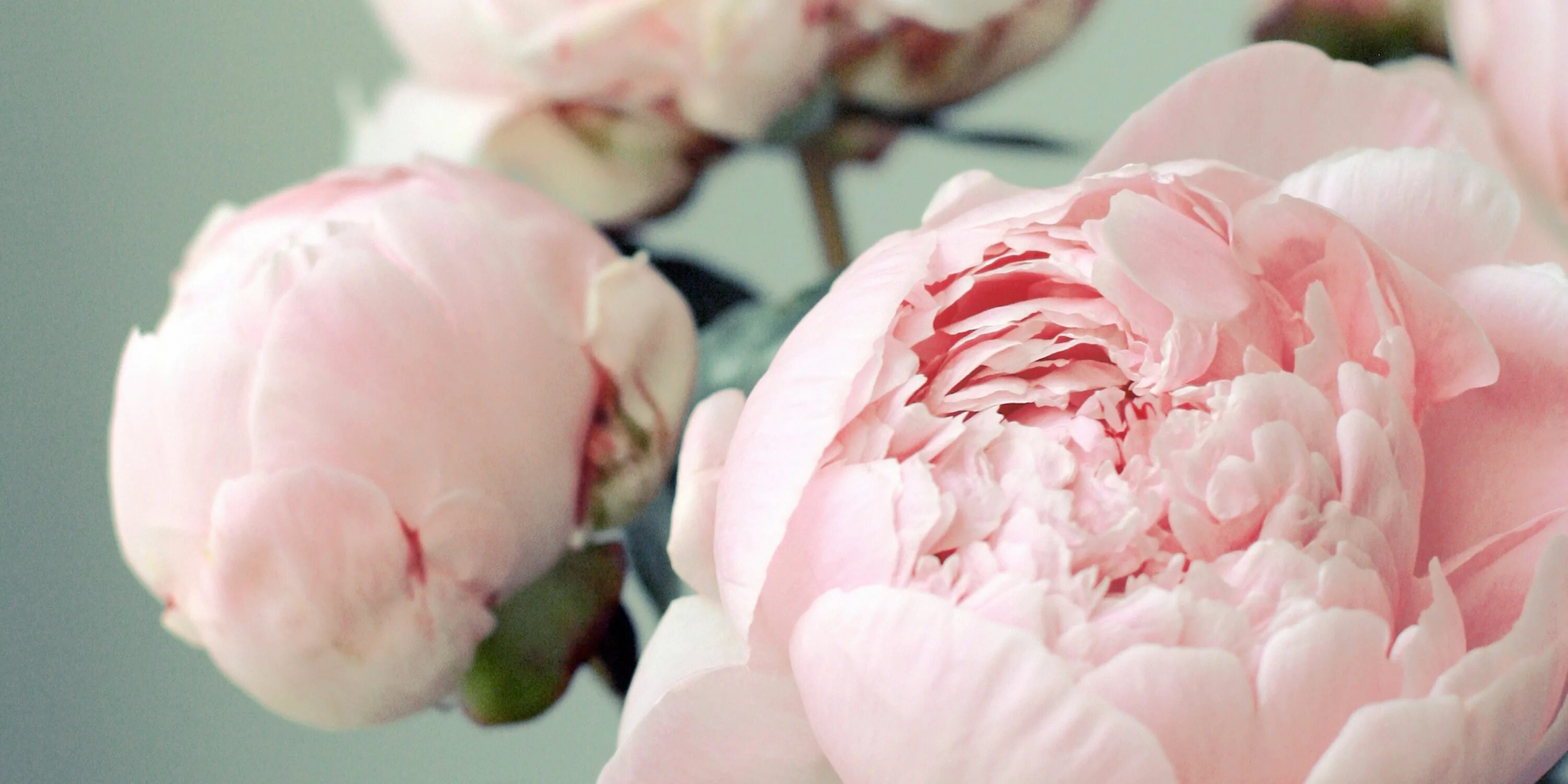 Пионы нежно розовые фото 12 Facts Every Peony Lover Should Know Flowers, Pretty flowers, Beautiful flower