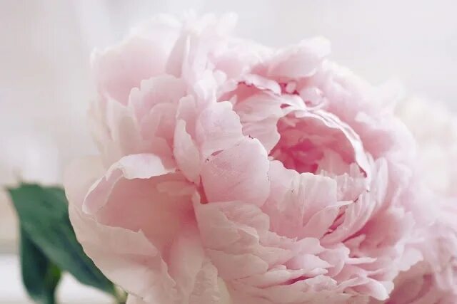 Пионы нежно розовые фото Mariée à tout prix Flowers, May flowers, Floral trends