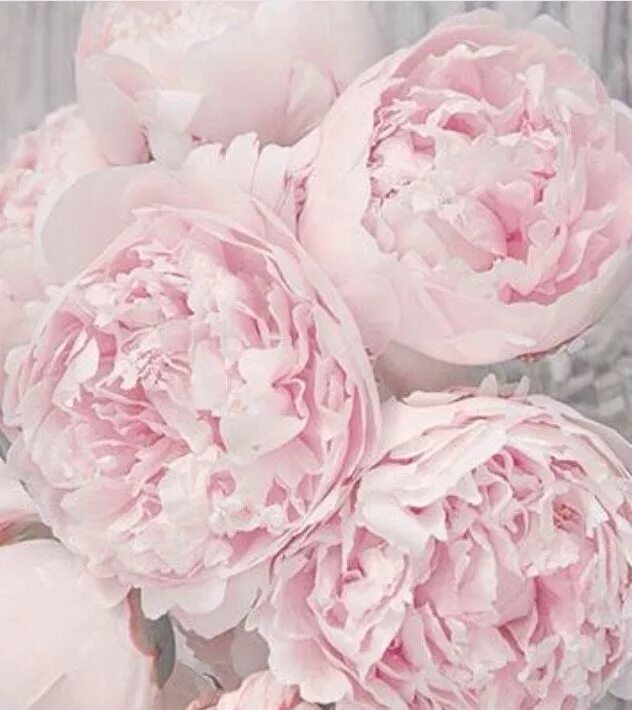 Пионы нежно розовые фото Pin de Eva Bolin en Say it with flowers.. Flores bonitas, Arreglos florales, Flo