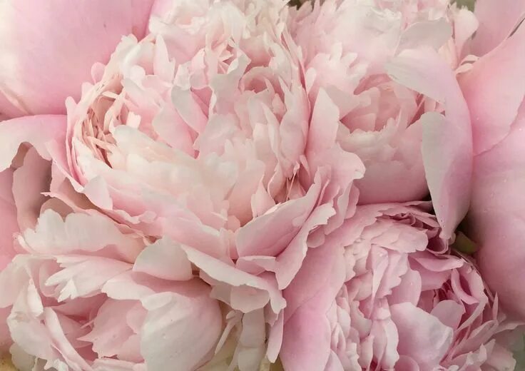 Пионы нежно розовые фото Pin by Robbin on Inspiration Board Flower farm, Peony root, Peonies