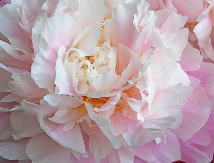Пионы нежно розовые фото Пионы - 1,603 photos Flowers, Rose, Cool colorful backgrounds