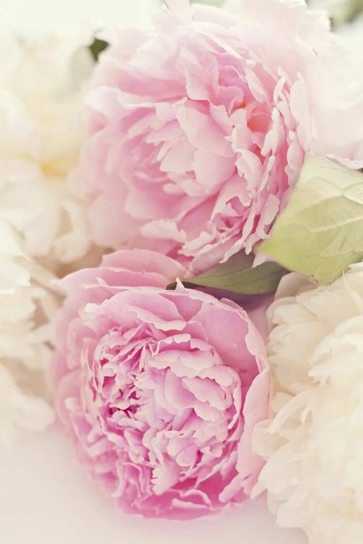 Пионы нежно розовые фото Linprobable coup de Coeur Pretty flowers, Beautiful blooms, Beautiful flowers