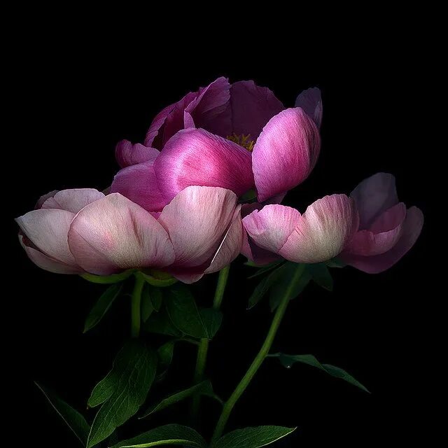 Пионы ночью фото SWEET DECLINE...PEONY Most beautiful flowers, Beautiful flowers, Dark flowers