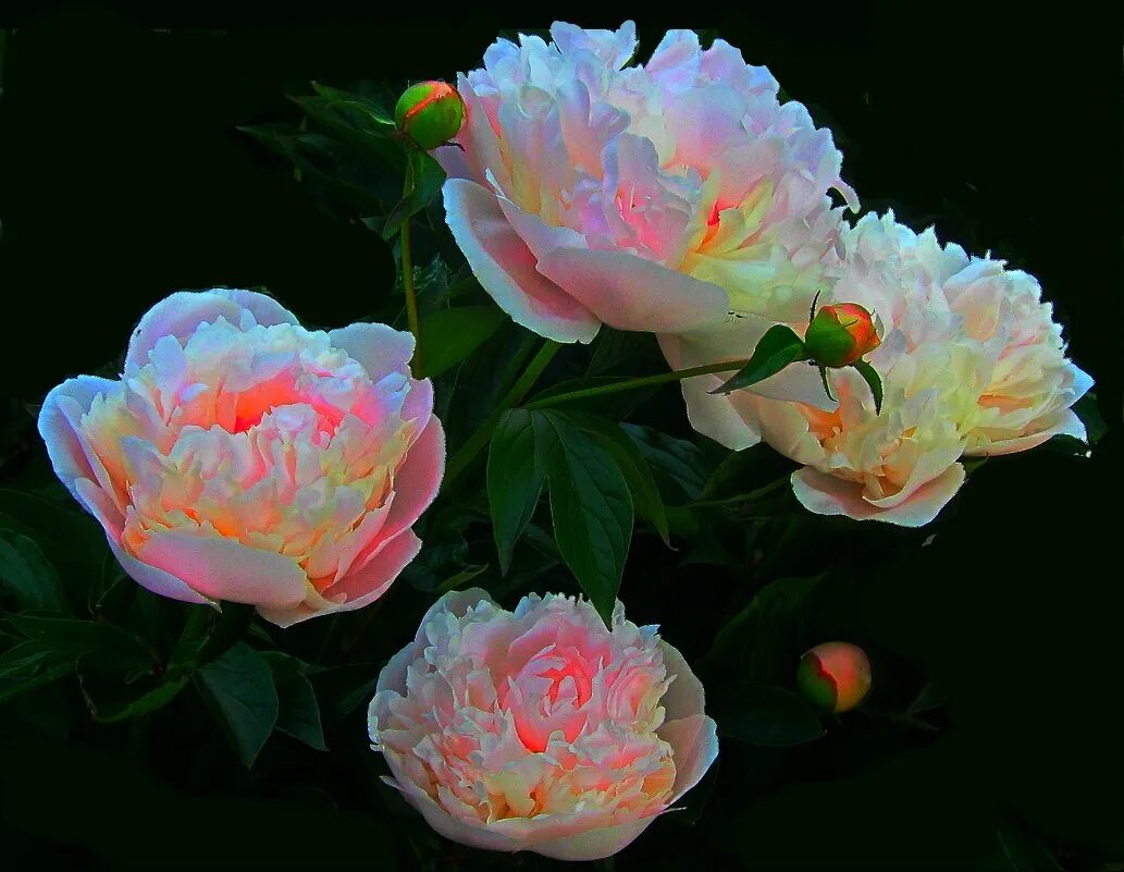 Пионы ночью фото PEONY 16.5 :: Владимир Хатмулин - Социальная сеть ФотоКто