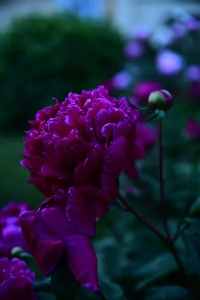 Пионы ночью фото #пионы #цветы #peony #peonies #flowers 2023 Пионы / Peony only ВКонтакте