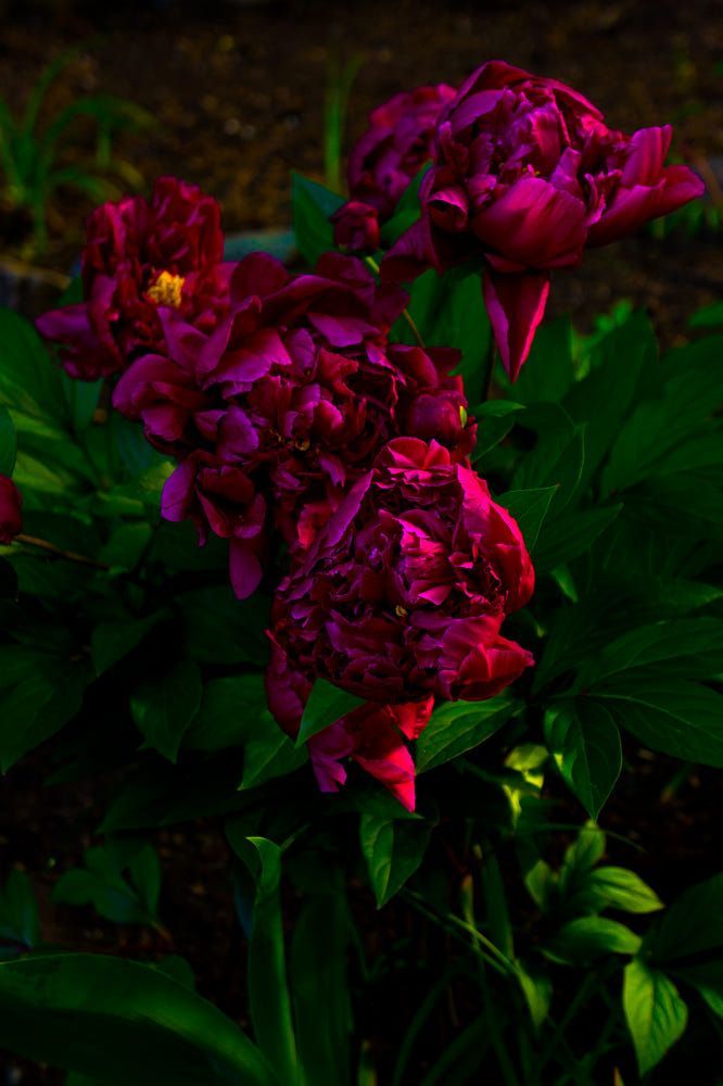 Пионы ночью фото Pin by Nerissa Johnson on It’s A Vibe in 2024 Flowers nature, Beautiful flowers,