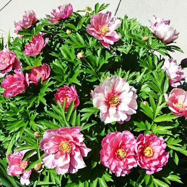 Пионы патио описание фото Пион Pink Double Dandy (Пинк Даубл Денди) купить выгодно ✵ Сады-Эдема.рф - интер