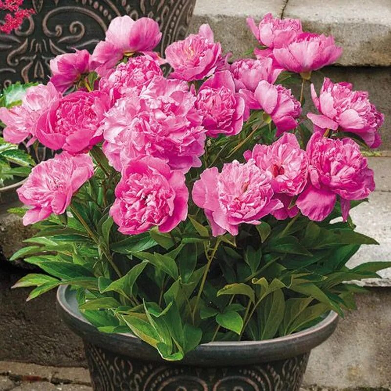 Пионы патио описание фото Пион Paeonia - бордюрный 'Patio Peony ™ Rome'- пион - питомник растений Санкт-Пе