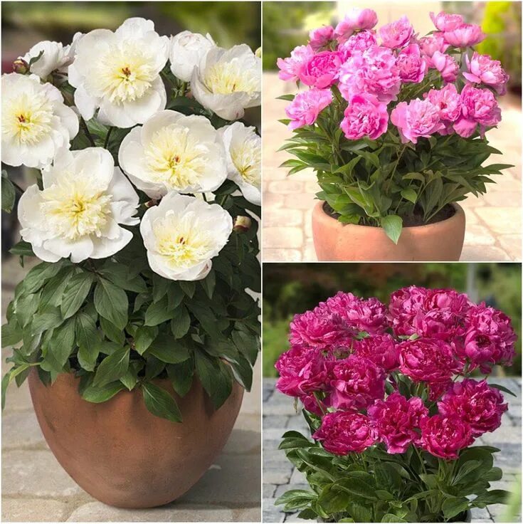 Пионы патио описание фото Peony Roots (Fall-Planted) - Patio Collection Pre-Sale Now; Ships Fall 2019 gard