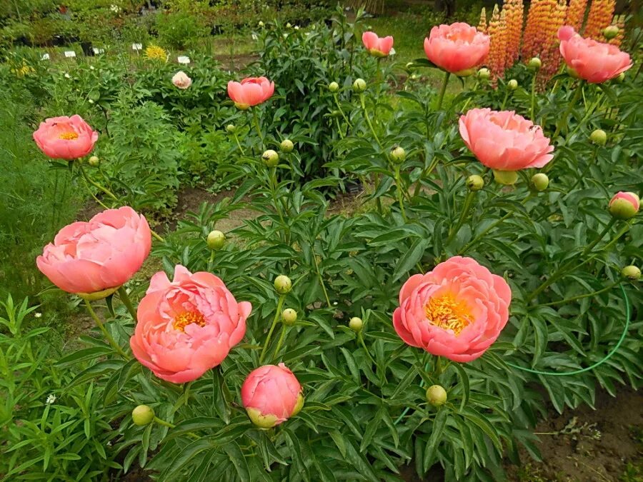 Пионы патио описание фото Пион молочноцветковый Корал Чарм Paeonia Lactiflora Coral Charm - Садовые неприх