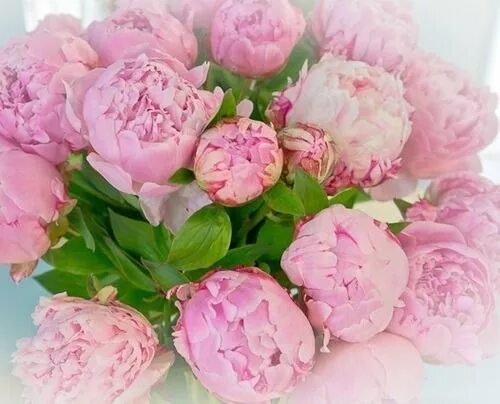 Пионы поздравление с днем рождения фото Peonies Букет пионов, Пионы, Цветочные композиции