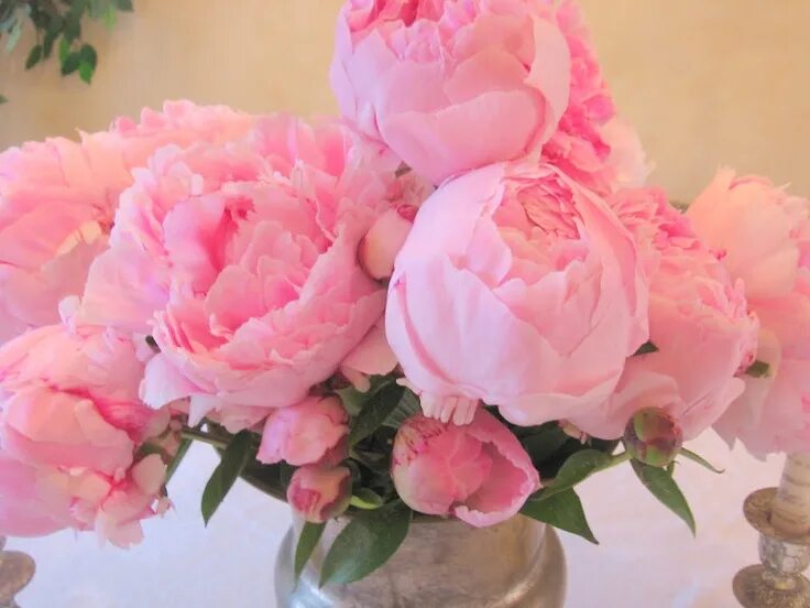Пионы поздравление с днем рождения фото peonies
