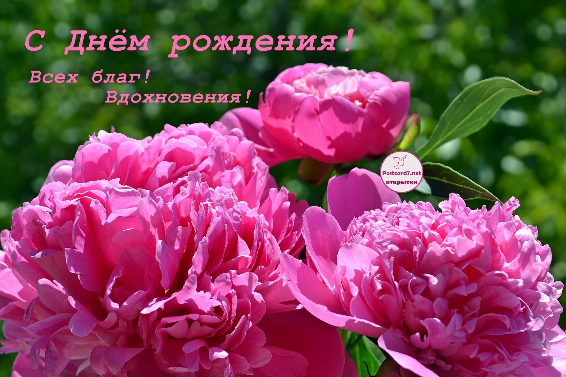 Пионы поздравление с днем рождения фото С днем рождения женщине цветы пионы - фото и картинки abrakadabra.fun