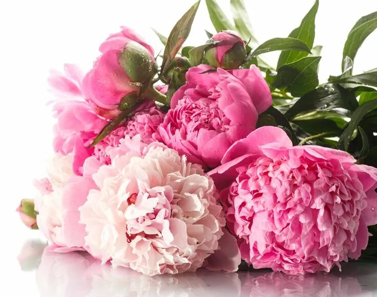 Пионы поздравление с днем рождения фото Armani Prive Pivoine Suzhou New Fragrances Fragrantica Flowers, Flowers bouquet,
