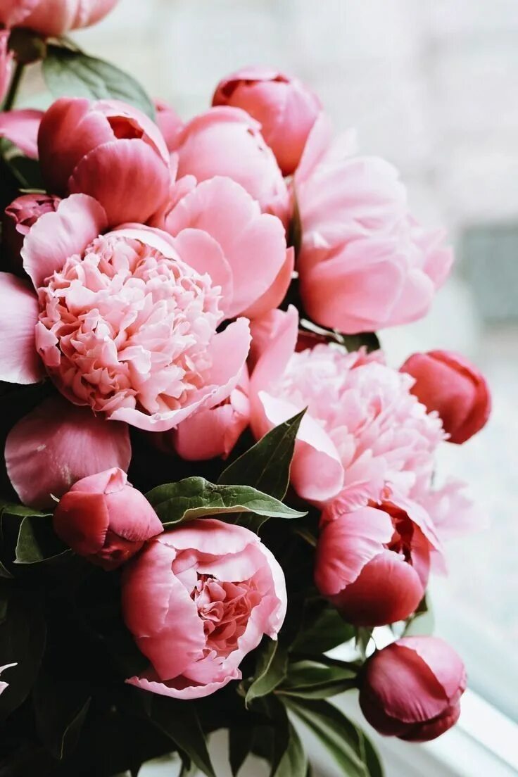 Пионы розовые фото цветов розовые цветы пионы Fiori, Sfondi floreali, Foto di fiori