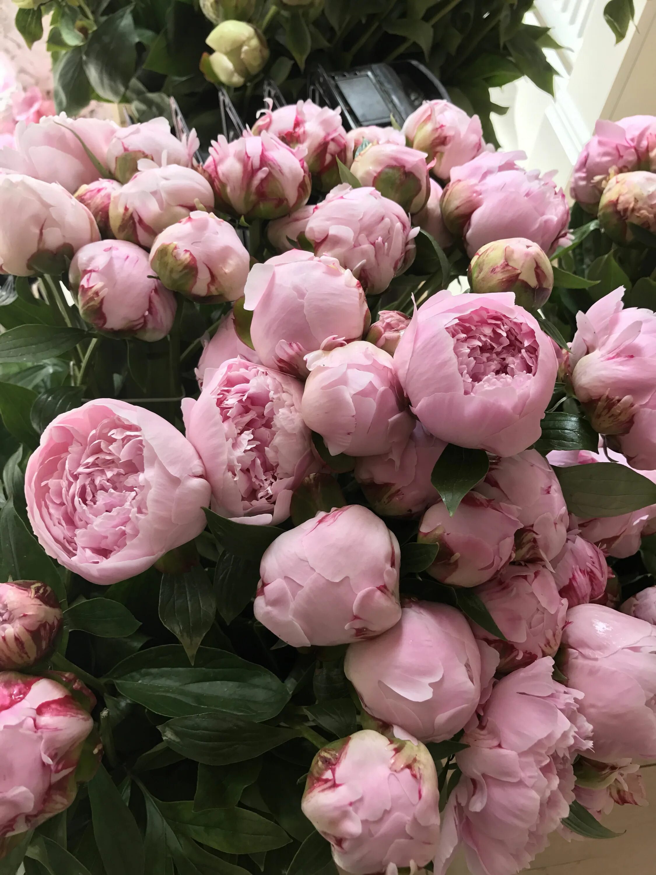 Пионы розовые фото цветов Mga nangungunang 10 pink peonies ideya at inspirasyon