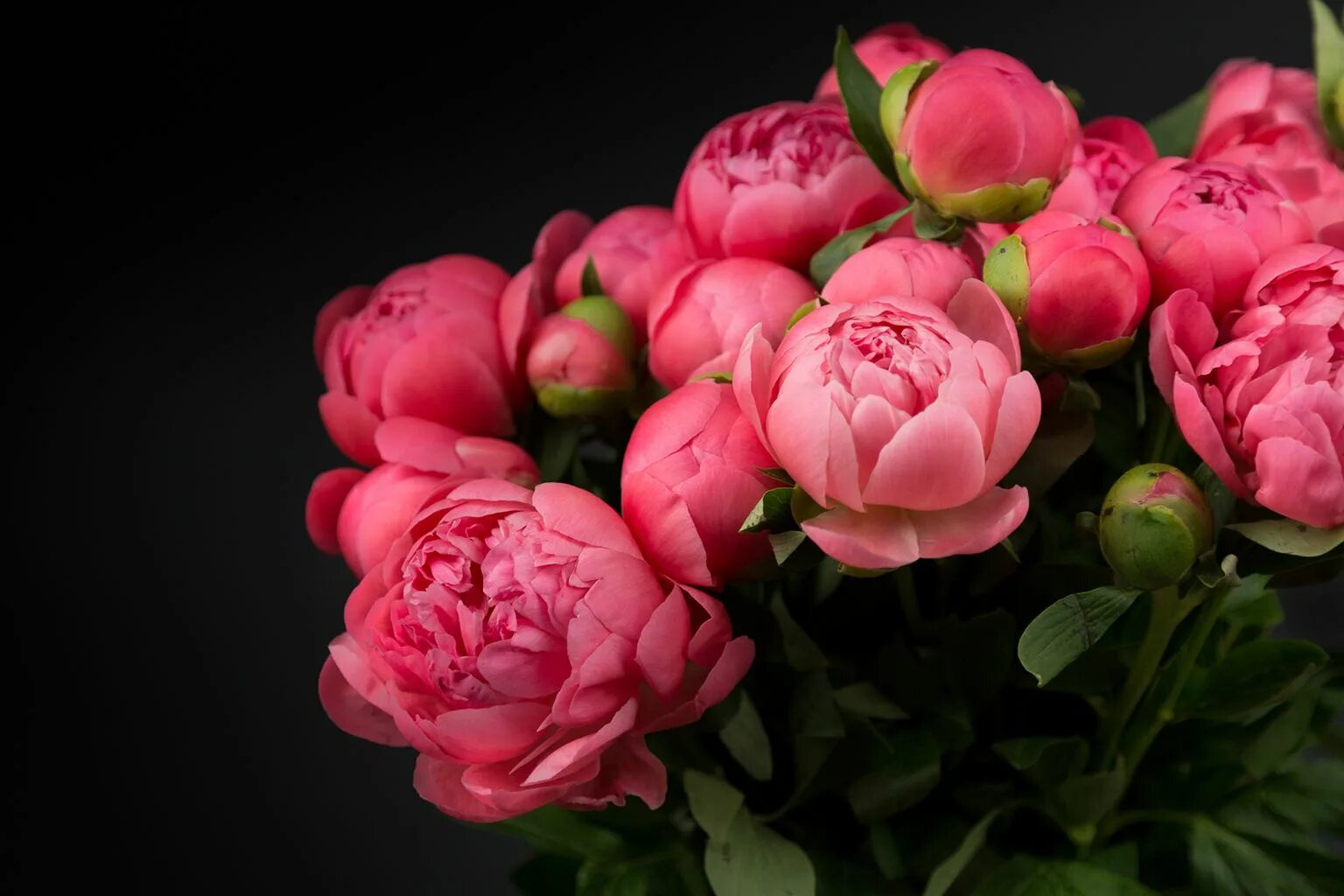 Пионы розовые фото цветов Pin on Wallpapers Peonies background, Peonies, Beautiful flowers