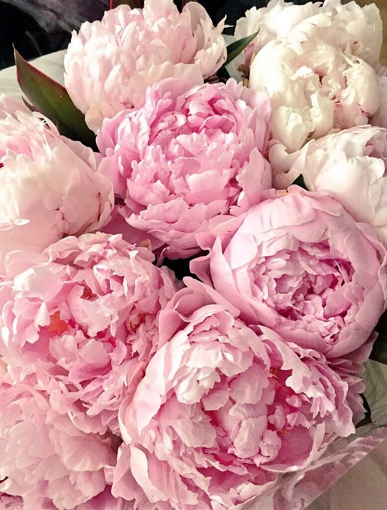 Пионы розовые фото цветов Pin on Plante Amazing flowers, Pretty flowers, Love flowers