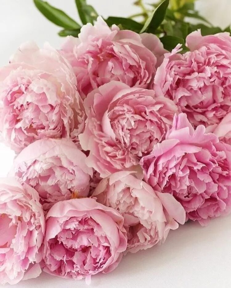 Пионы розовые фото цветов #peonies #pinkpeonies Beautiful flowers, Peonies, Flower arrangements