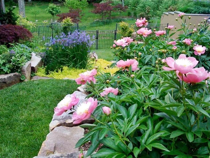 Пионы с чем посадить на клумбе фото This sloped landscape is speckled with flower beds and leads to a garden gate. P