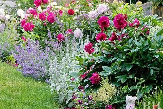 Пионы с чем посадить на клумбе фото Cottage Landscaping Ideas for a Natural, Romantic Garden Style Backyard flowers 