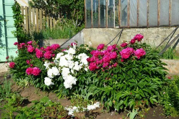 Пионы с чем посадить на клумбе фото Что в августе делать с пионами? Пионы, Растения