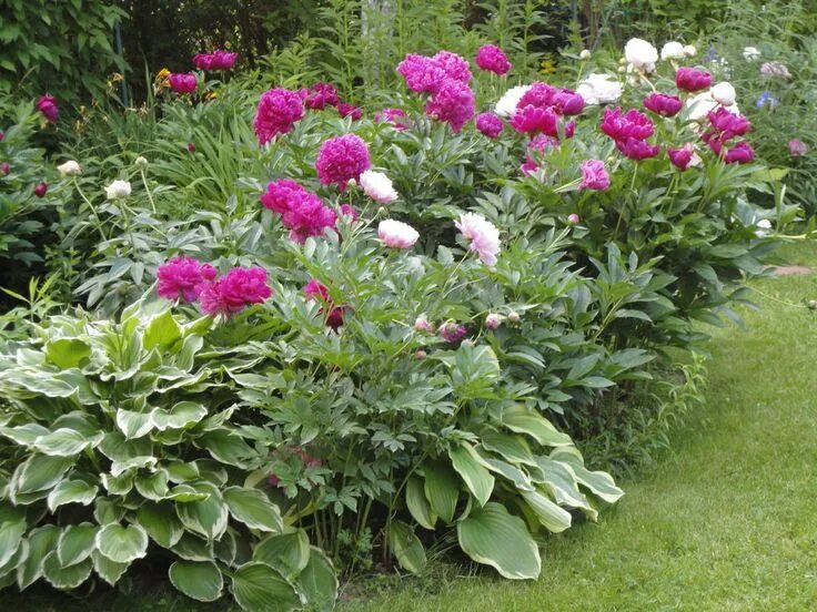 Пионы с чем посадить рядом фото Хосты уживаются с пионами. Фото автора Blumenbeet, Garten, Balkonkasten