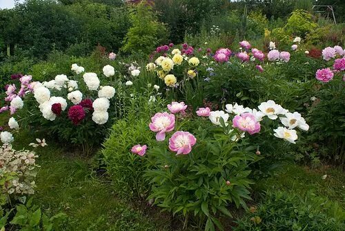 Пионы с чем посадить рядом фото Paeonia in garden Peonies garden, Evergreen garden, Flower garden