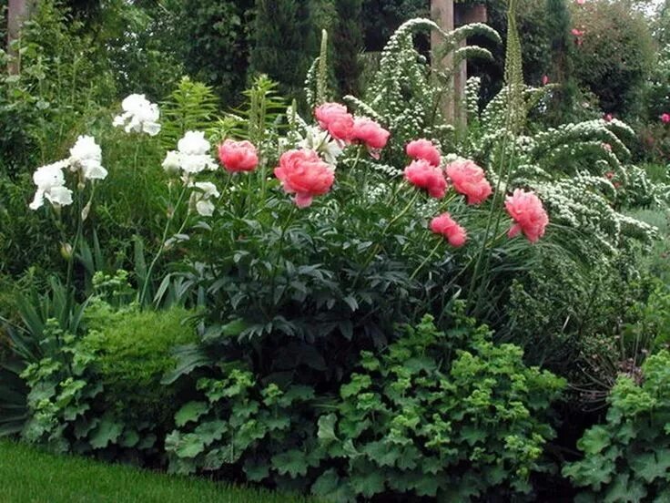 Пионы с чем посадить рядом фото Pin on сад Pond landscaping, Water gardens pond, Peonies garden