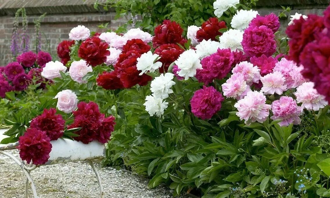 Пионы с другими цветами фото Подкормки для травянистых и древовидных пионов в апреле-мае: что выбрать и есть 