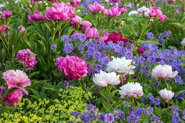 Пионы с другими цветами фото Perennial flowers are fabulous additions to New England gardens. When carefully 