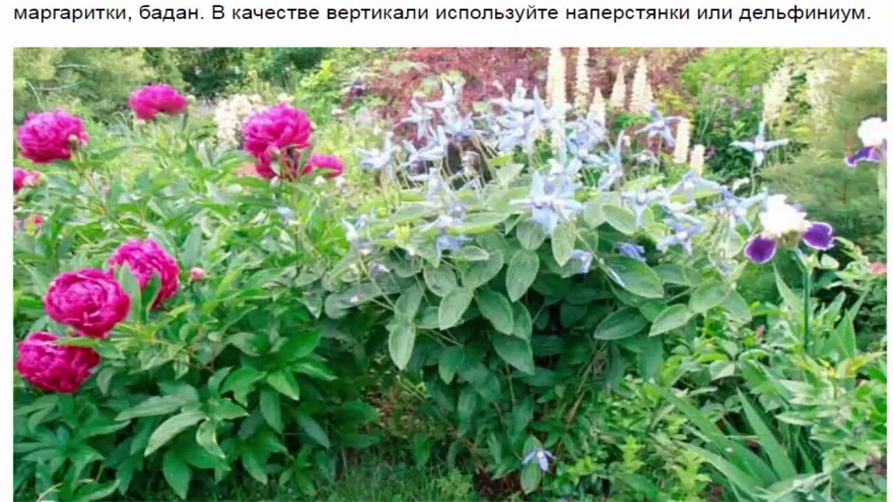 Пионы с другими цветами фото Клумба с пионами - YouTube