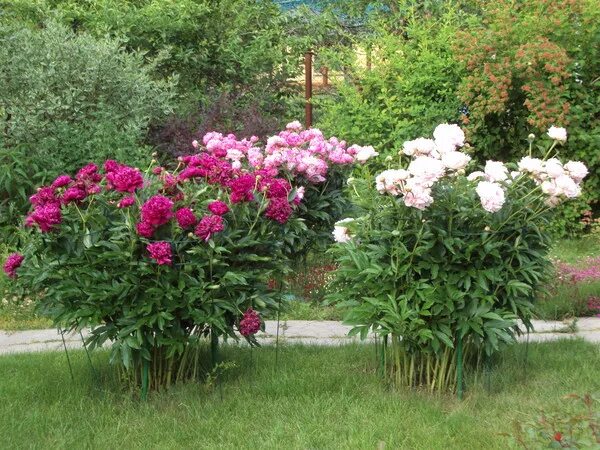 Пионы с флоксами на клумбе фото Ответы Mail.ru: ....А у вас какие любимые дачные цветы? я балдею от пионов))))))