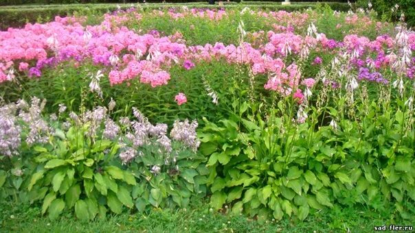 Пионы с флоксами на клумбе фото Пейзажный сад своими руками: записи сообщества ВКонтакте