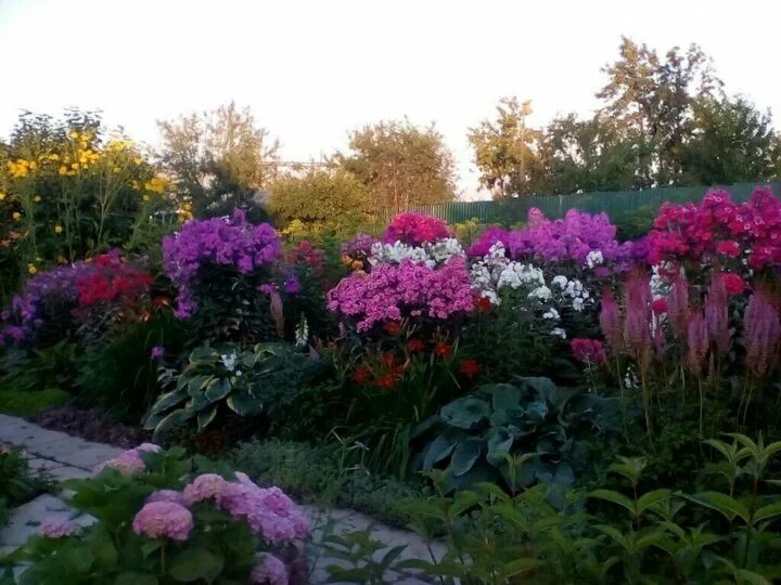 Пионы с флоксами на клумбе фото Неактивно