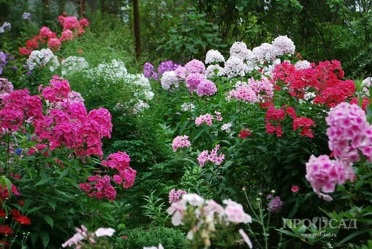 Пионы с флоксами на клумбе фото Pin on Флоксарий Beautiful flowers, Flowers, Outdoor gardens
