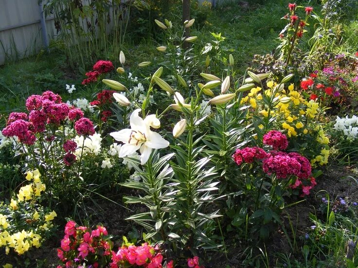 Пионы с лилиями на клумбе фото Белые лилии Plants, Garden