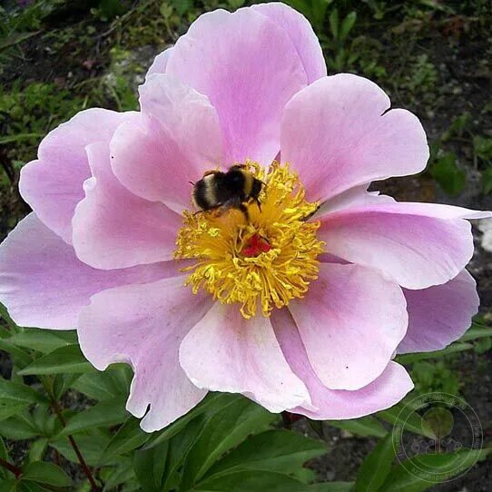 Пионы с желтой серединкой название фото Пион Нимфа (Paeonia Nymphe) купить в Москве по низкой цене из питомника, доставк